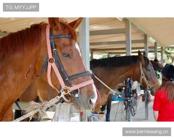 富里睡醒发现自家马场又多了一匹新马，账单还没付清呢